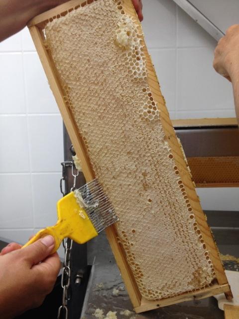 Honig Waben Bienen Honigschlecken Verkostung Imkern German Abendbrot